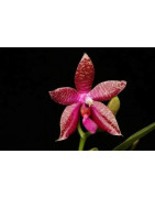 Hybrid orchids