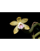 L'orchidée Vanille