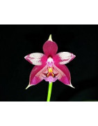 Perfum Orchids