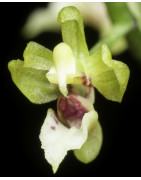 Miniature orchids