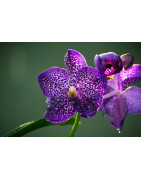 L'orchidée Vanda