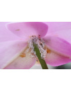Biological control of mites, thrips and mealybugs