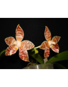 Orchidées botaniques