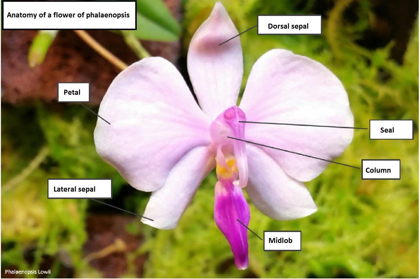 pollinisation01-eng.jpg
