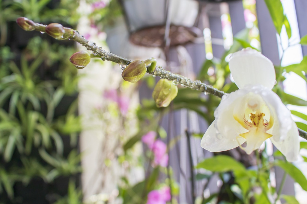 1 - L’eau et l’orchidée – ajustement et mesures 