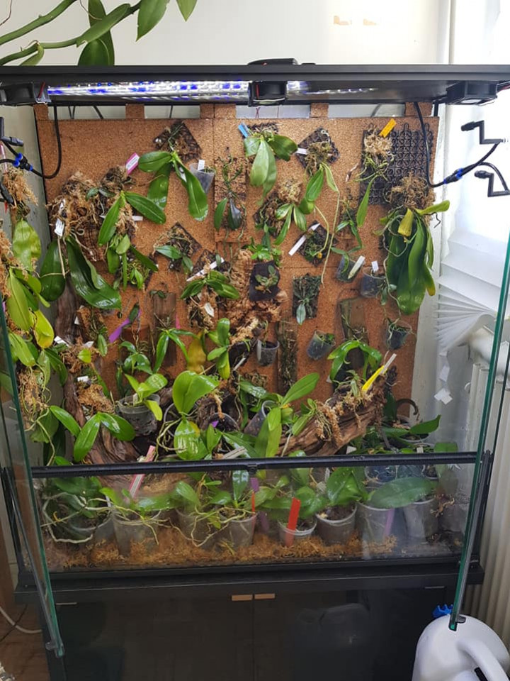 Orchid Terrarium