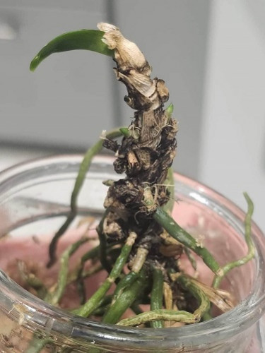 Puis-je sauver mon orchidée ?