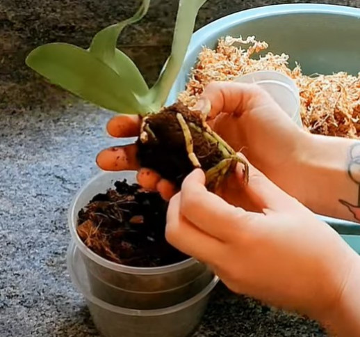 Episode OrchidHorreur : La boule tueuse !