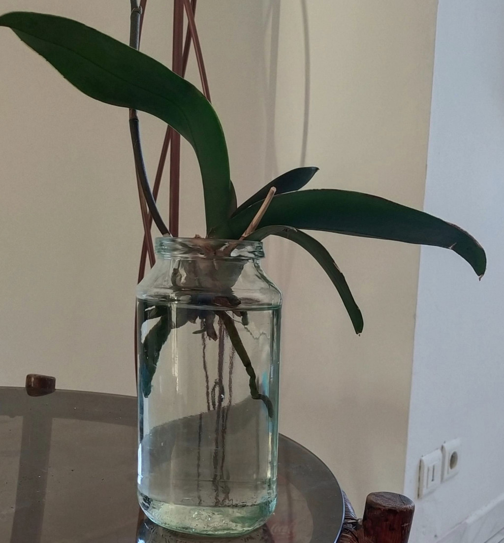 Le règne de l'orchidée nénuphar   