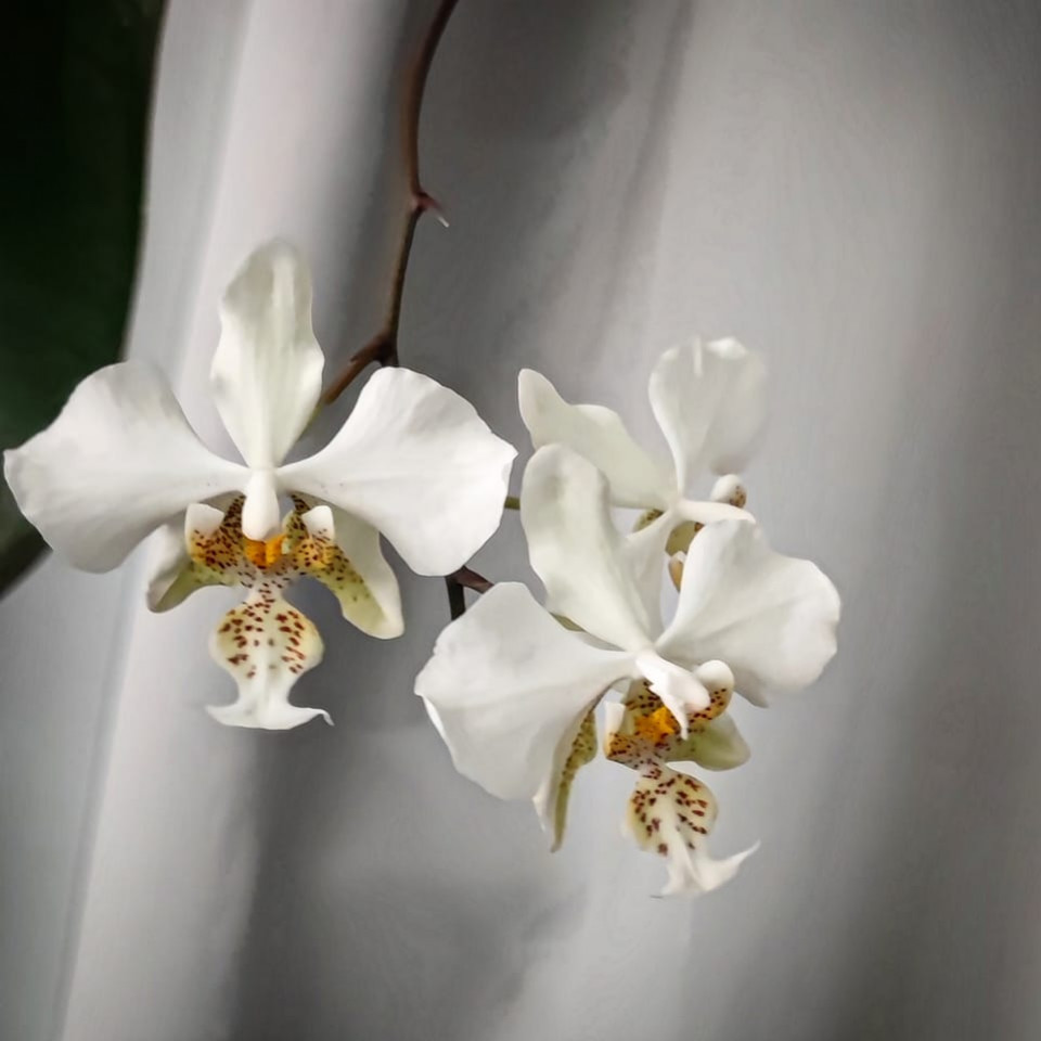 Phalaenopsis stuartiana