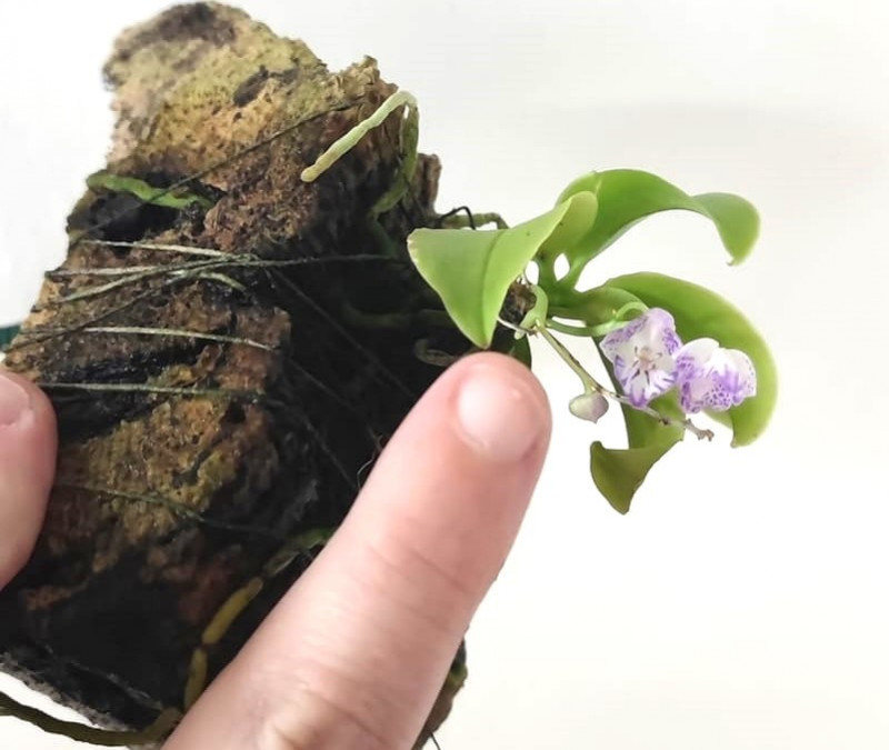 Phalaenopsis appendiculata