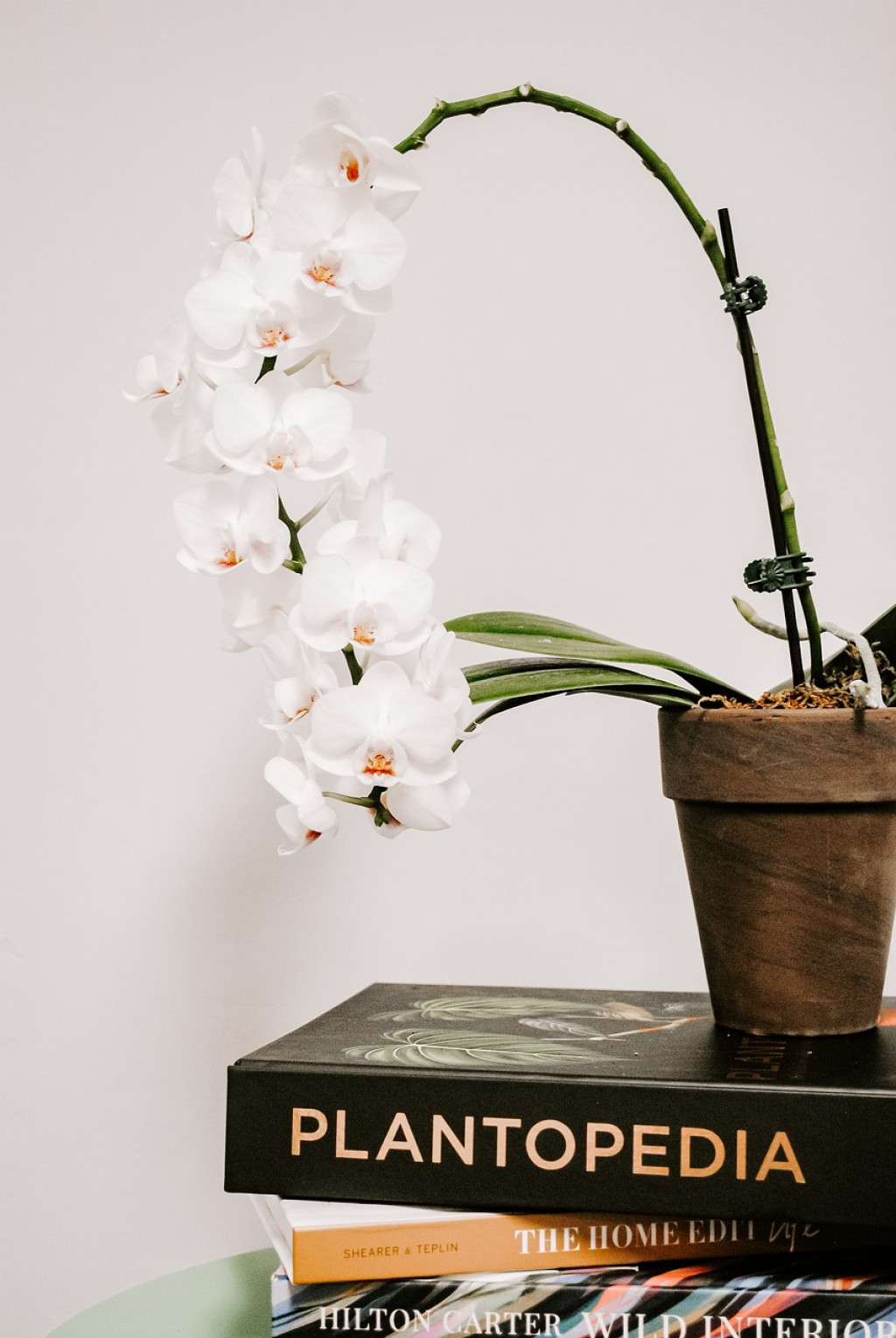 Lexique orchidée pour débuter