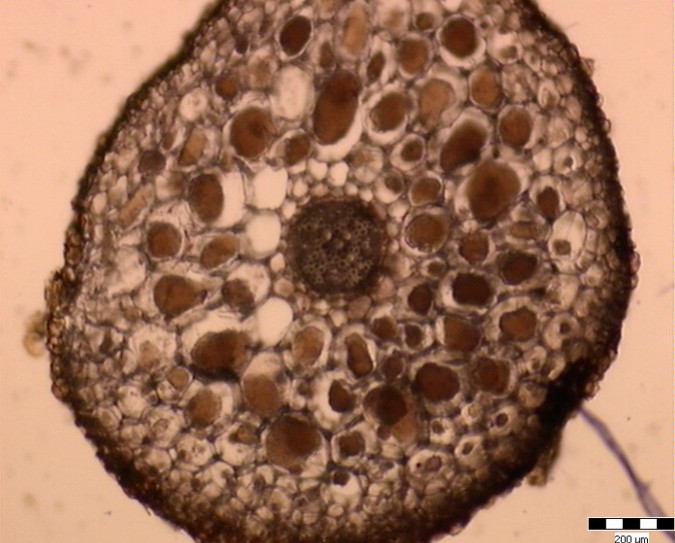 Les mycorhizes d'orchidées 