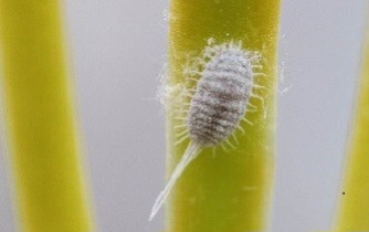 Fiche lutte contre les cochenilles farineuses ou carapace