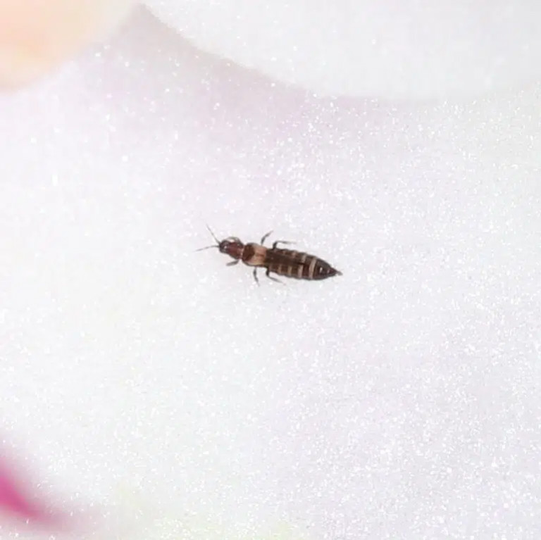 Thrips - lutte mode d'emploi