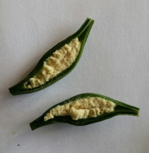 Getting Started with Orchid In Vitro Cultivation