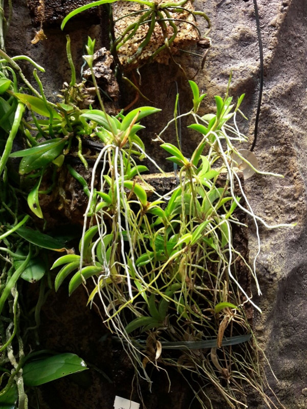 Culture des orchidées 3.0