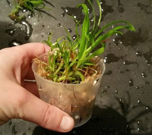 Sortie de flacon les bébés orchidées et les faire grandir