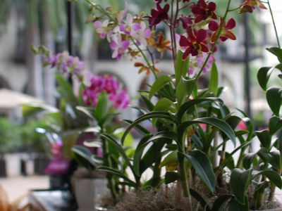 Bon à savoir - sur les orchidées