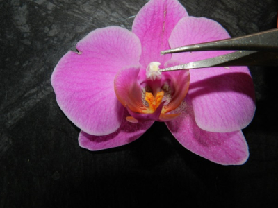 Pollinating an orchid flower