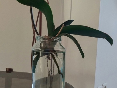 Le règne de l'orchidée nénuphar   