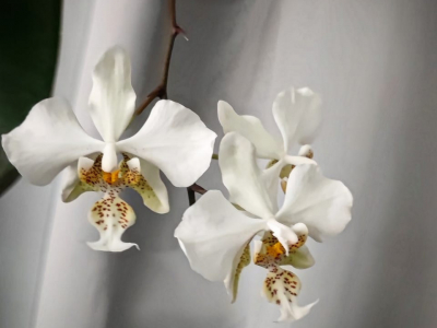 Phalaenopsis stuartiana 