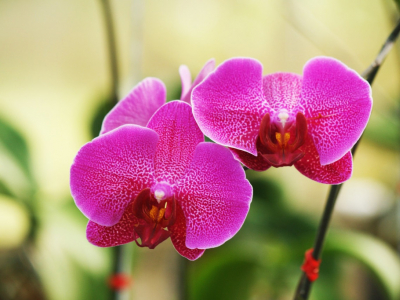 Orchidée phalaenopsis - les gestes à adopter