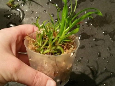 Out of flask orchids : Nurturing Baby Orchids and Watching Them Thrive