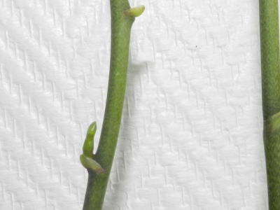 Orchid Cloning through Floral Stem