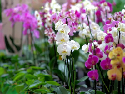 Cultivation Fact Sheets for Orchids - Phalaenopsis, Dendrobium, Vanda, and More.